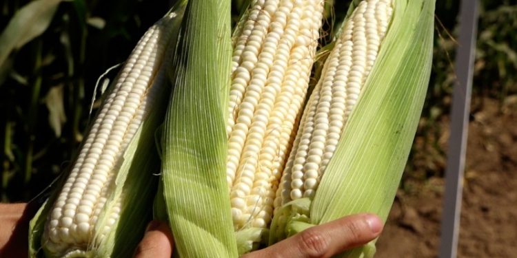 Gobierno de Sinaloa alista apoyo estatal para garantizar precio rentable al maíz