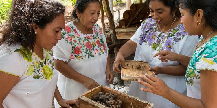 Apicultores mayas apuestan por el turismo regenerativo para proteger a las abejas y la selva