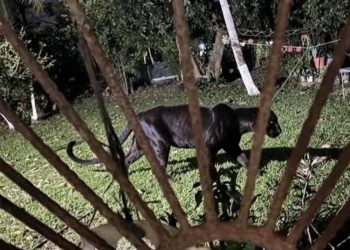 Profepa descarta presencia de pantera tras investigación en poblado de Cárdenas
