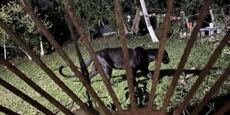 Profepa descarta presencia de pantera tras investigación en poblado de Cárdenas