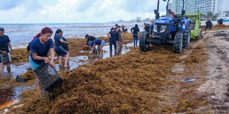 Alerta en el Caribe: Pronostican la temporada de sargazo más intensa de la historia