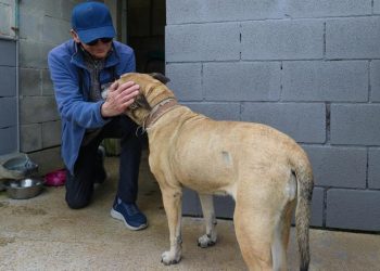 Autorizan adopción de 936 animales rescatados de refugio en CDMX