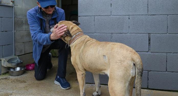 Autorizan adopción de 936 animales rescatados de refugio en CDMX