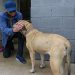 Autorizan adopción de 936 animales rescatados de refugio en CDMX