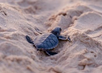 ¡Récord de Vida! El Santuario de la Tortuga Marina en Akumal