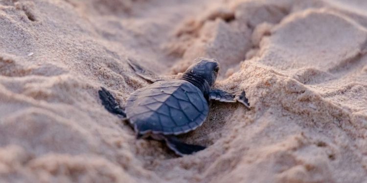¡Récord de Vida! El Santuario de la Tortuga Marina en Akumal