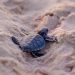 ¡Récord de Vida! El Santuario de la Tortuga Marina en Akumal