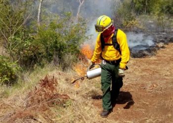 Incendios forestales consumen más de 500 hectáreas en Campeche en lo que va del año