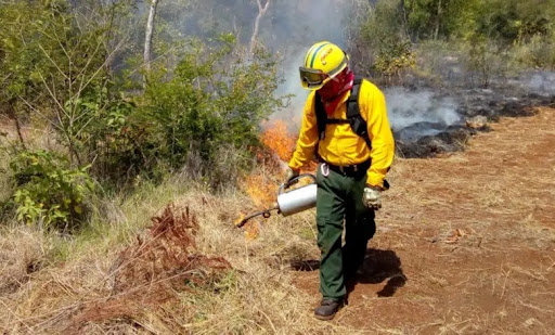Incendios forestales consumen más de 500 hectáreas en Campeche en lo que va del año