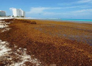 Retiran más de 260 toneladas de sargazo en Cancún durante marzo