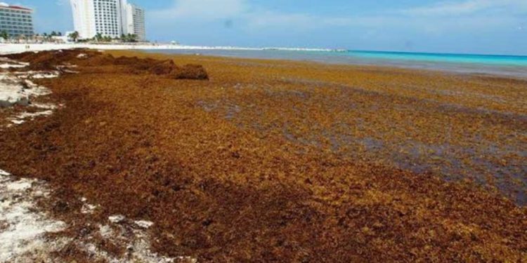 Retiran más de 260 toneladas de sargazo en Cancún durante marzo