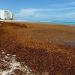 Retiran más de 260 toneladas de sargazo en Cancún durante marzo