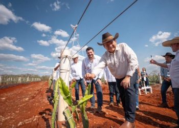 Pitahaya Valley posiciona a Yucatán como referente nacional en producción de pitahaya