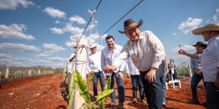 Pitahaya Valley posiciona a Yucatán como referente nacional en producción de pitahaya