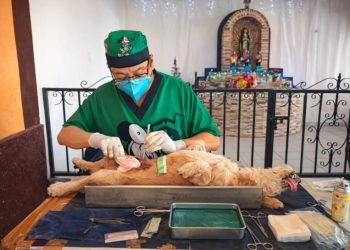 Refuerza Yucatán control poblacional de perros y gatos