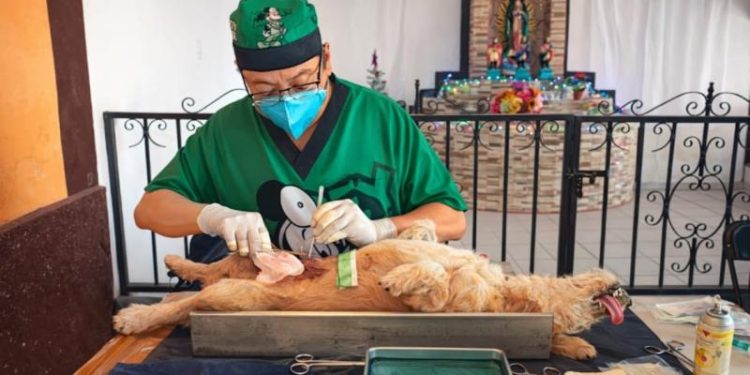 Refuerza Yucatán control poblacional de perros y gatos