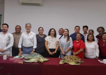Inicia temporada de anidación de tortugas marinas con protección en 279 kilómetros de costa yucateca