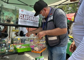 Rescatan cocodrilo y fauna exótica en tianguis de la Región 100 en Cancún