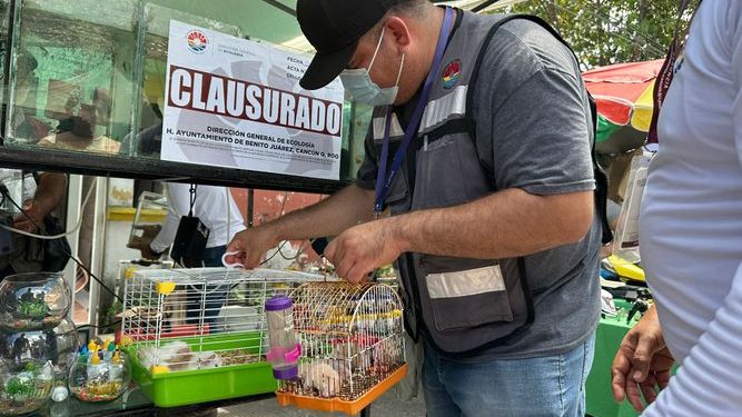 Rescatan cocodrilo y fauna exótica en tianguis de la Región 100 en Cancún