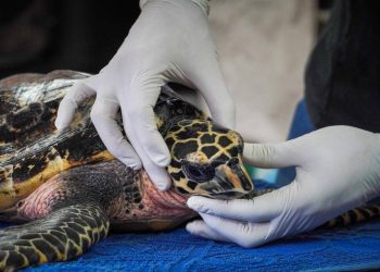 Refuerzan rescate de tortuga carey en Campeche con brigadas especializadas