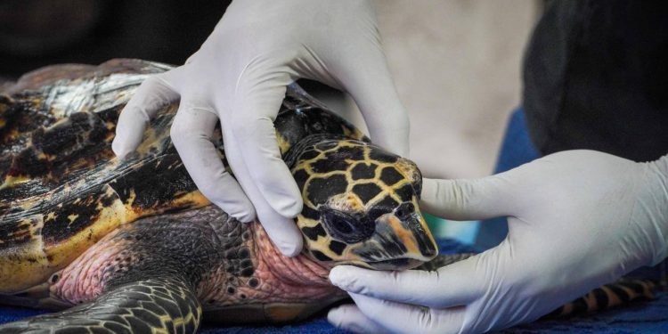 Refuerzan rescate de tortuga carey en Campeche con brigadas especializadas