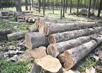 Proyectan inversión de hasta 70 mdp para planta maderera en Jalapa