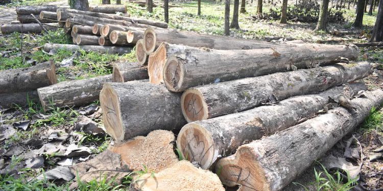 Proyectan inversión de hasta 70 mdp para planta maderera en Jalapa