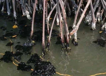COMESFOR descarta daños a manglares de Tabasco por contaminación con hidrocarburos