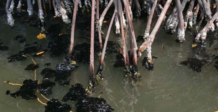 COMESFOR descarta daños a manglares de Tabasco por contaminación con hidrocarburos