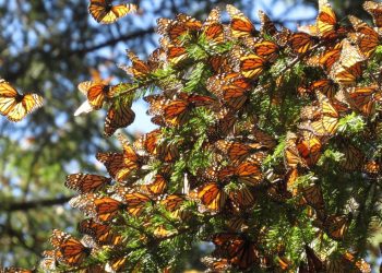 Caribe mexicano se posiciona como nuevo espacio clave para la mariposa monarca