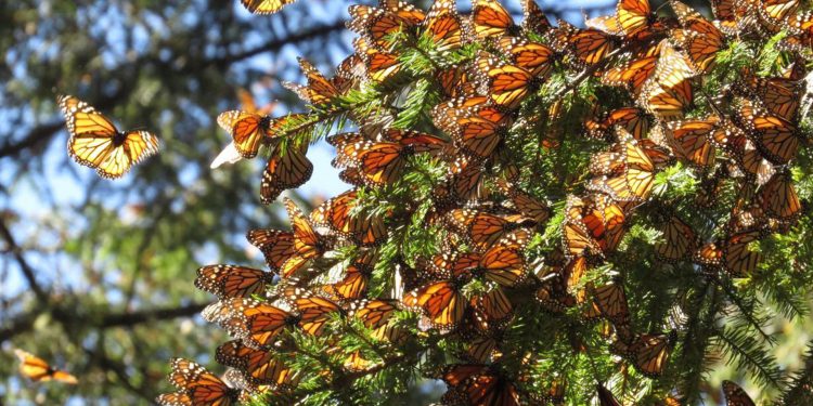Caribe mexicano se posiciona como nuevo espacio clave para la mariposa monarca