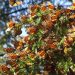 Caribe mexicano se posiciona como nuevo espacio clave para la mariposa monarca