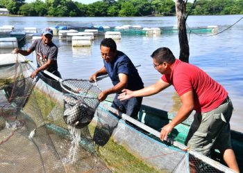 Programa pesquero en Tabasco alcanza ventas millonarias durante Semana Santa