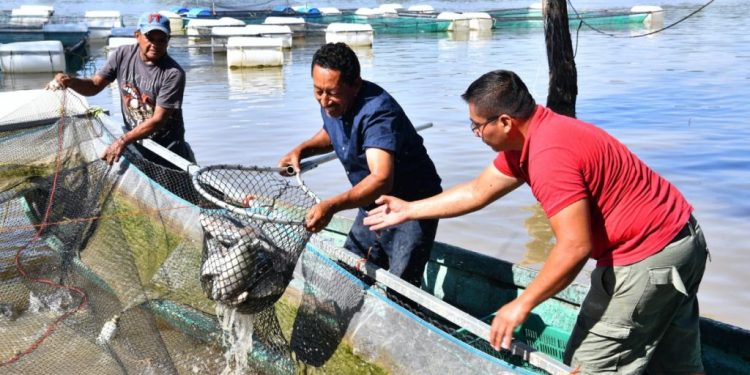 Programa pesquero en Tabasco alcanza ventas millonarias durante Semana Santa