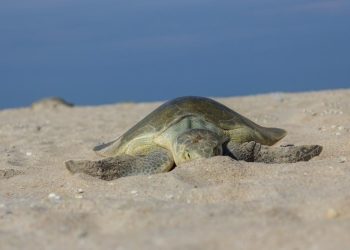 Registran primera anidación de tortuga lora en Playa Norte durante 2026