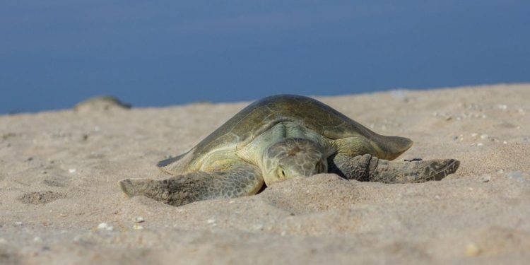 Registran primera anidación de tortuga lora en Playa Norte durante 2026