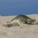 Registran primera anidación de tortuga lora en Playa Norte durante 2026
