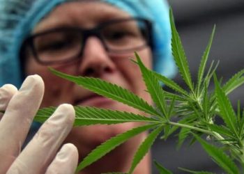 EE.UU. reclasifica la marihuana medicinal como droga de menor riesgo