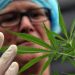 EE.UU. reclasifica la marihuana medicinal como droga de menor riesgo