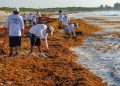 Playas de Cancún registran bajos niveles de sargazo en 2026; reportan estabilidad en temporada alta