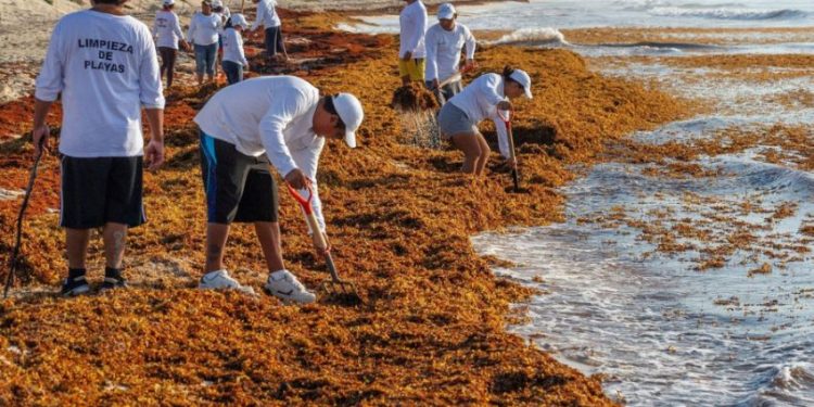 Playas de Cancún registran bajos niveles de sargazo en 2026; reportan estabilidad en temporada alta