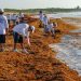 Playas de Cancún registran bajos niveles de sargazo en 2026; reportan estabilidad en temporada alta
