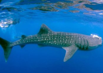 Salvan más de 30 mil tiburones en Quintana Roo con modelo de conservación y turismo sostenible