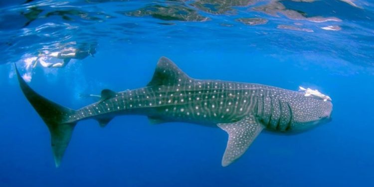 Salvan más de 30 mil tiburones en Quintana Roo con modelo de conservación y turismo sostenible
