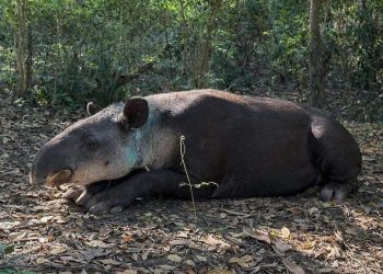 Alerta en Campeche: gusano barrenador ya afecta fauna silvestre en Hopelchén