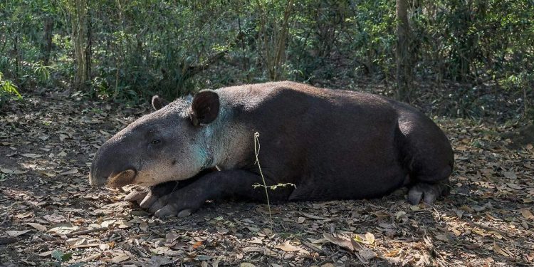 Alerta en Campeche: gusano barrenador ya afecta fauna silvestre en Hopelchén