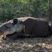 Alerta en Campeche: gusano barrenador ya afecta fauna silvestre en Hopelchén