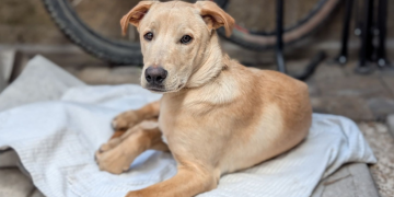 “Perro Caramelo” es reconocido como símbolo canino mexicano; buscan impulsar la adopción