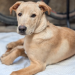 “Perro Caramelo” es reconocido como símbolo canino mexicano; buscan impulsar la adopción