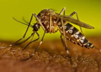 Mantiene Salud seis muertes en estudio por dengue en Tabasco durante 2026